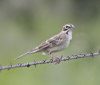 Lark Sparrow